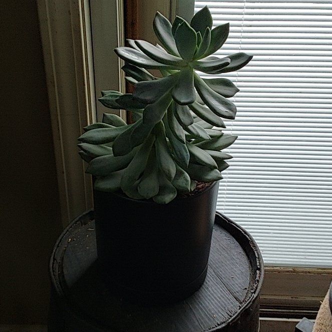 Photo of the plant species Pachyveria 'Corvus' by @DefiantNeem46 named Treeyoncé on Greg, the plant care app