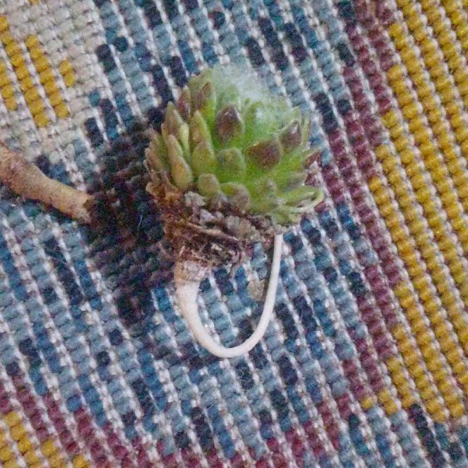 Photo of the plant species Mossy Stonecrop by @RadAster12 named Tree Diddy on Greg, the plant care app