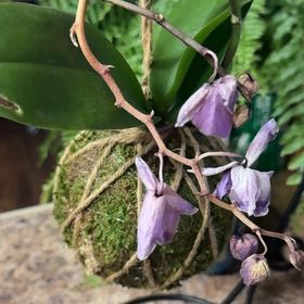 Photo of the plant species Pink Rock Orchid by @HeroineBacopa11 named Tupot amaroot on Greg, the plant care app