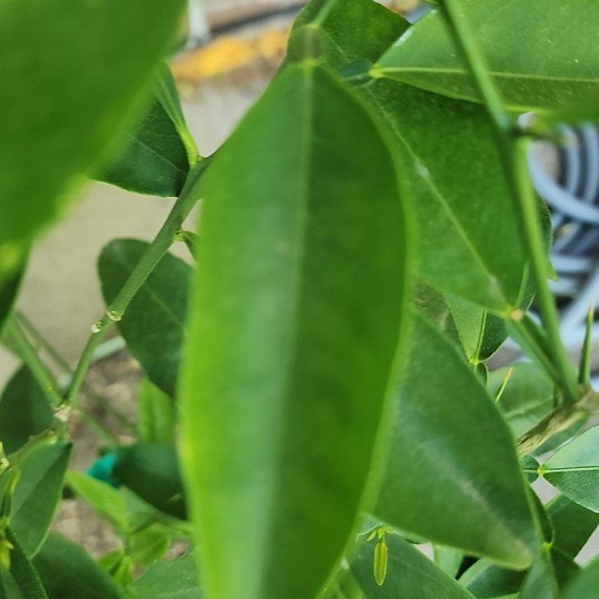 Photo of the plant species Navel Orange by @HolyPigfern47 named Nav on Greg, the plant care app