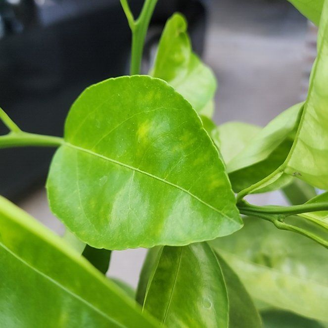 Photo of the plant species Minneola Tangelo by @HolyPigfern47 named Tangie on Greg, the plant care app