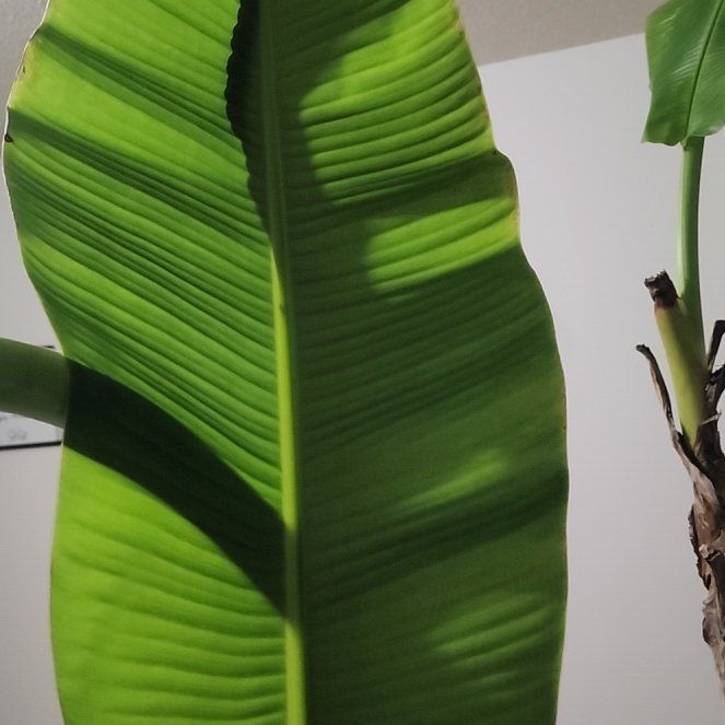 Photo of the plant species Blue Java Banana Tree by @HolyPigfern47 named Ice Cream on Greg, the plant care app