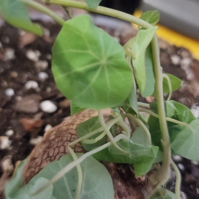 Photo of the plant species Stephania erecta by @HolyPigfern47 named Steph on Greg, the plant care app