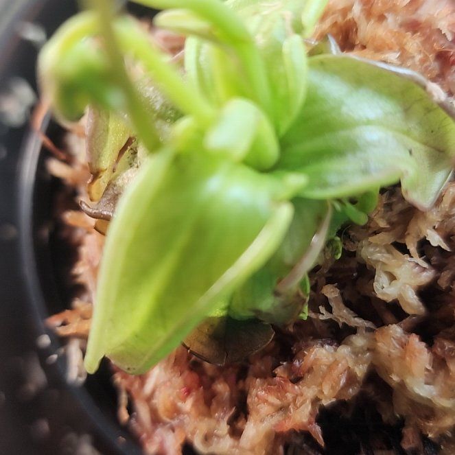 Photo of the plant species Small Butterwort by @HolyPigfern47 named Miley on Greg, the plant care app