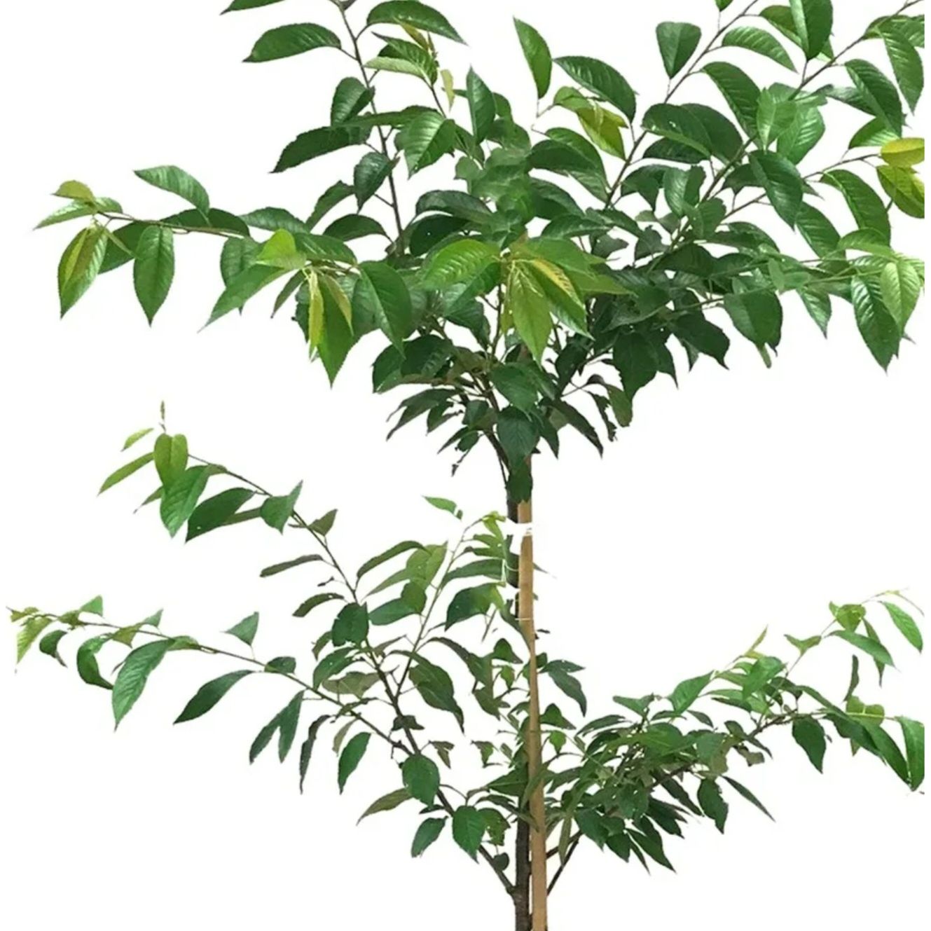 Photo of the plant species Yoshino Cherry by @HolyPigfern47 named Yoshino Cherry on Greg, the plant care app