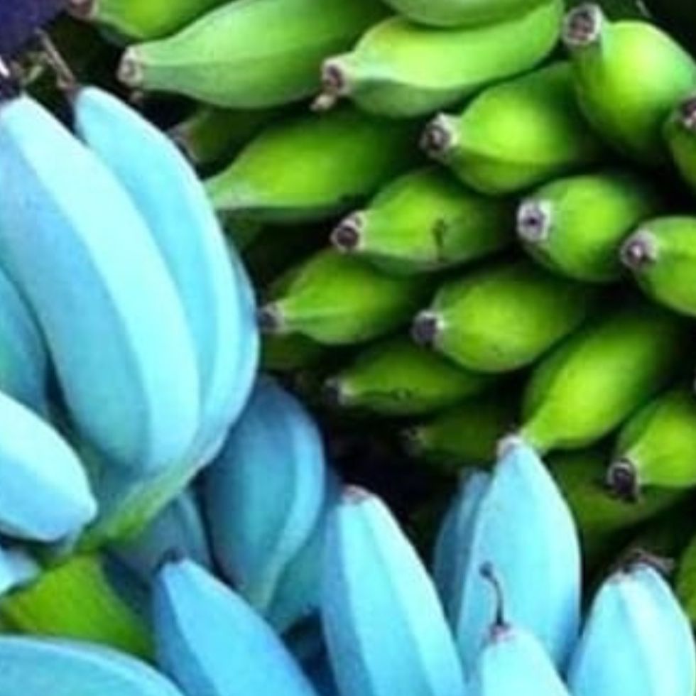 Photo of the plant species Blue Java Banana Tree by @HolyPigfern47 named Blue on Greg, the plant care app