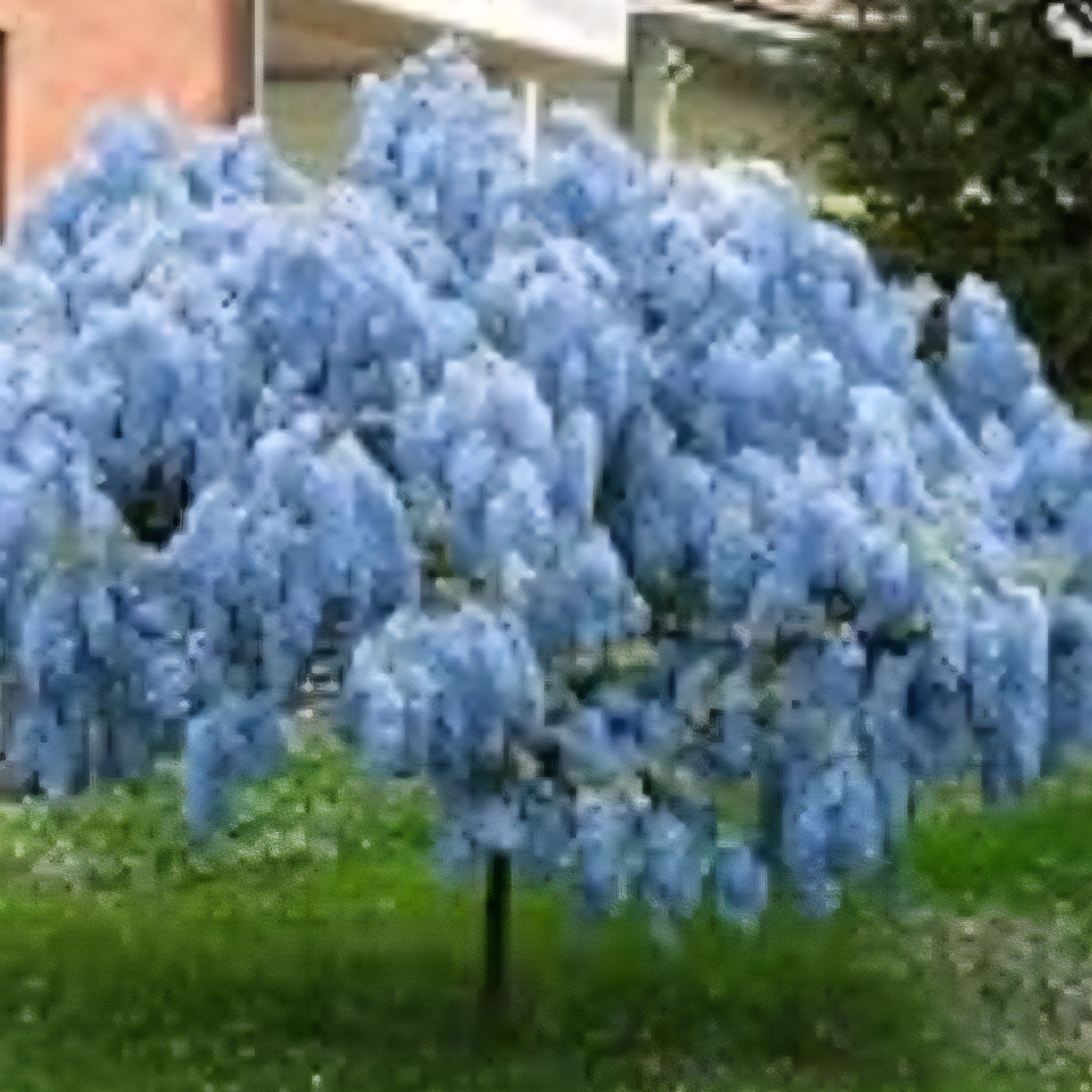 Photo of the plant species Weeping Wisteria by @HolyPigfern47 named Bluey on Greg, the plant care app