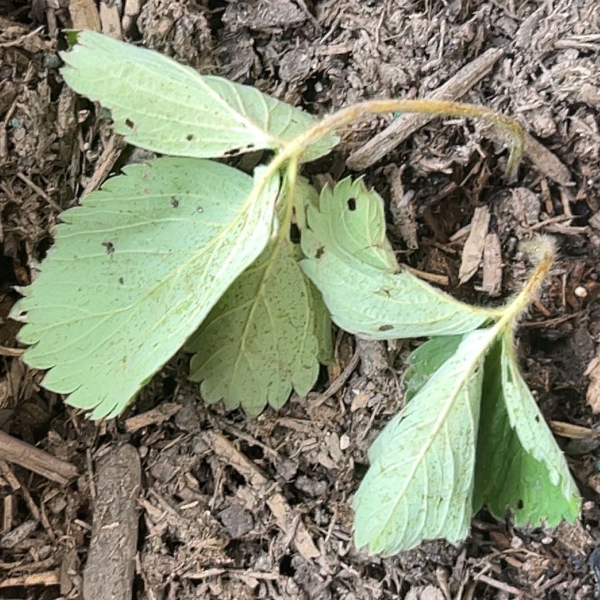 Photo of the plant species Strawberries by @QuirkyMaypop5 named Prissi on Greg, the plant care app