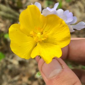 Photo of the plant species Celandine Poppy by @DeanCorn67 named Spike Leaves on Greg, the plant care app
