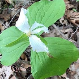 Photo of the plant species Great White Trillium by @DeanCorn67 named Nithin on Greg, the plant care app