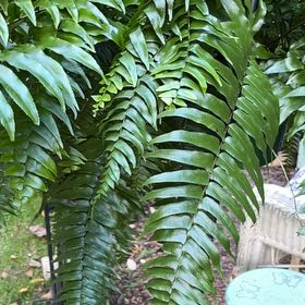 Photo of the plant species Shining Spleenwort by @NeotericPansy50 named Baesil on Greg, the plant care app