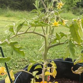 Photo of the plant species Patio Tomato by @ExactMint38 named Hamilton on Greg, the plant care app
