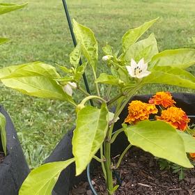 Photo of the plant species Santa Fe Grande Pepper by @ExactMint38 named Nemo on Greg, the plant care app