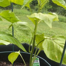 Photo of the plant species Mad Hatter Pepper by @ExactMint38 named Xena on Greg, the plant care app
