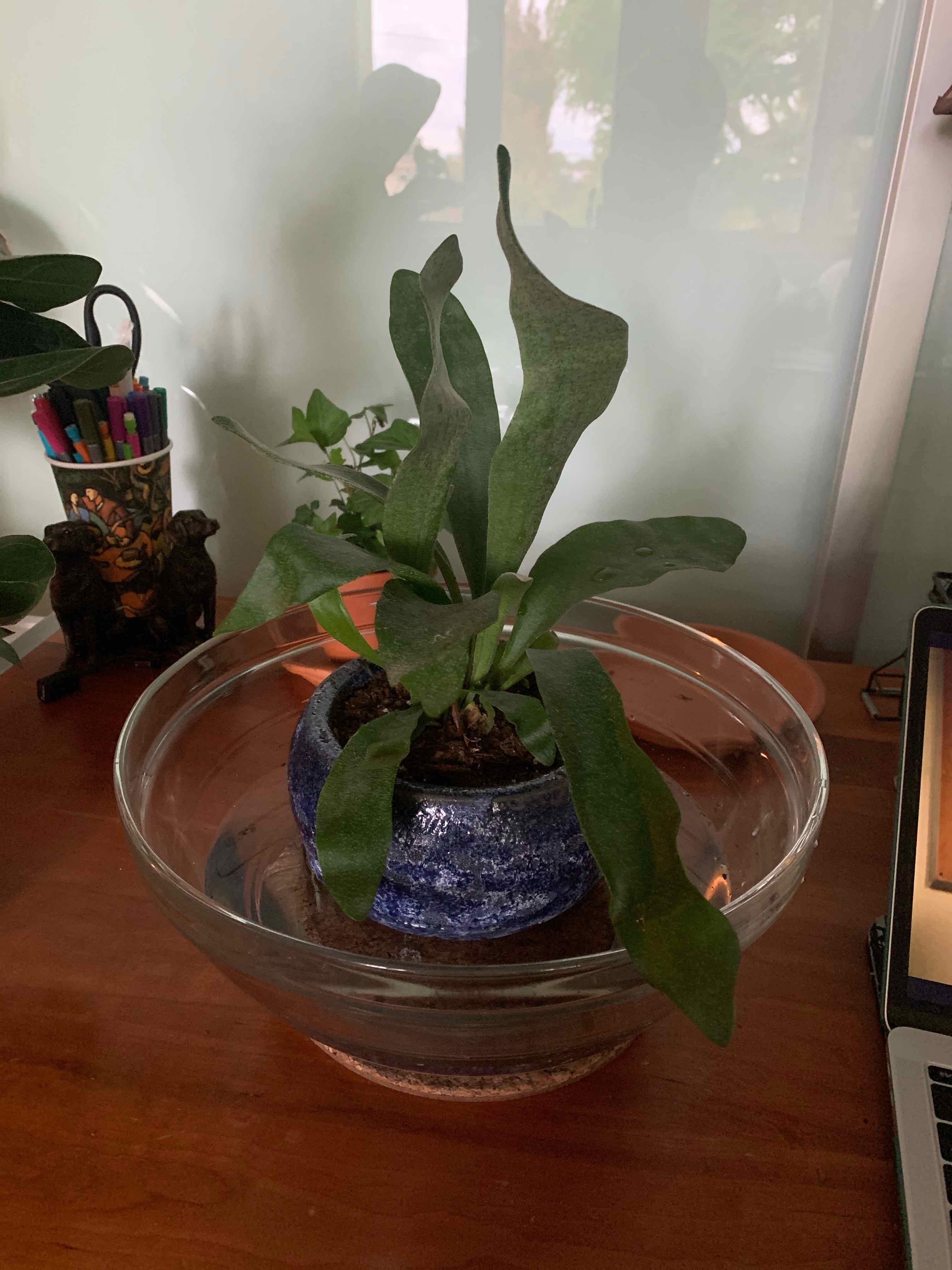 Elkhorn Fern in a blue pot inside a glass bowl on a wooden surface.