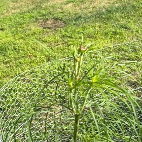 Photo of the plant species Great Horsetail by @FestalScaldweed named Sir Plancelot on Greg, the plant care app