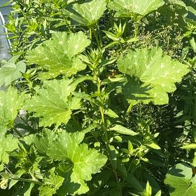 Photo of the plant species Blister Buttercup by @FestalScaldweed named Beyonce on Greg, the plant care app