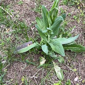 Photo of the plant species Common Hound's-Tongue by @FestalScaldweed named Kobe on Greg, the plant care app
