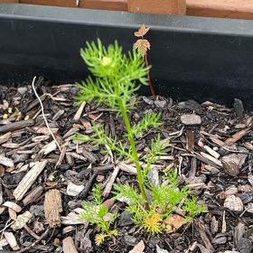 Photo of the plant species Disc Mayweed by @FestalScaldweed named Kylie on Greg, the plant care app