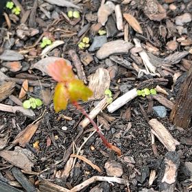 Photo of the plant species Poison Ivy by @FestalScaldweed named Emerson on Greg, the plant care app