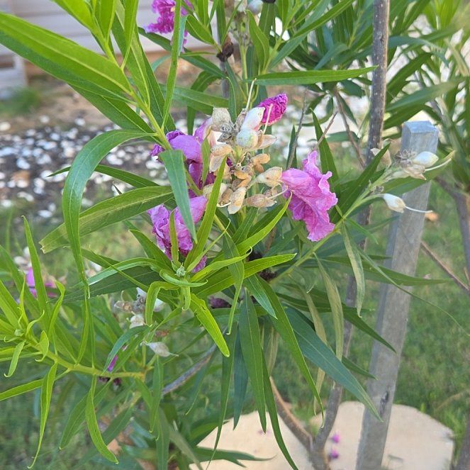 Photo of the plant species Desert Willow by @ManlyCattleya87 named Lebron on Greg, the plant care app