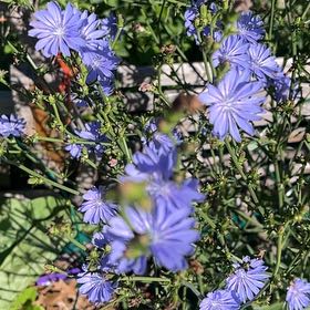 Photo of the plant species Chickory by @DurablePansy73 named Harper on Greg, the plant care app