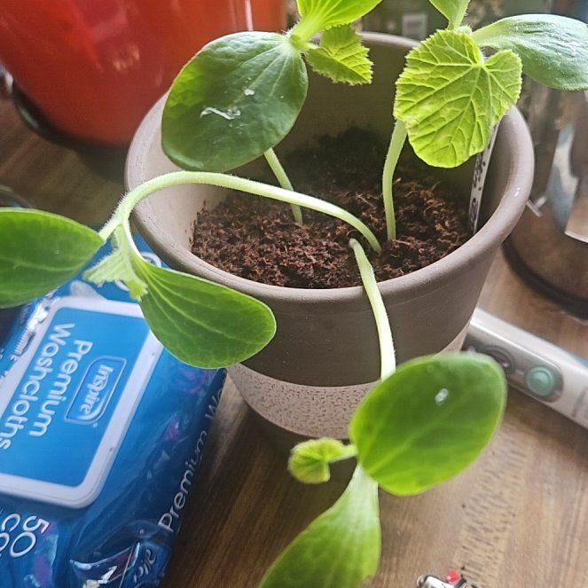 Photo of the plant species Sugar Pie Pumpkin by @HonoraryMint24 named Apollo on Greg, the plant care app