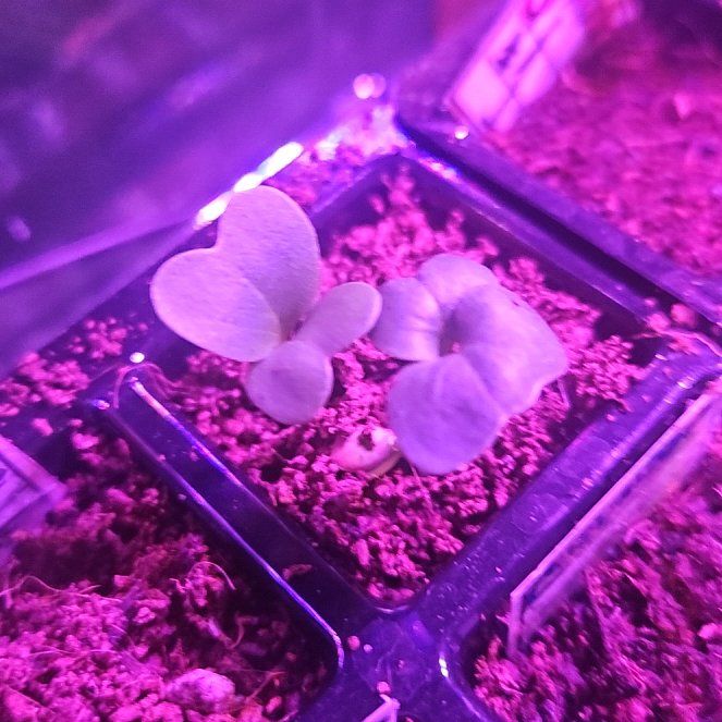 Photo of the plant species Eggplant 'Black Beauty' by @HonoraryMint24 named Marilyn on Greg, the plant care app