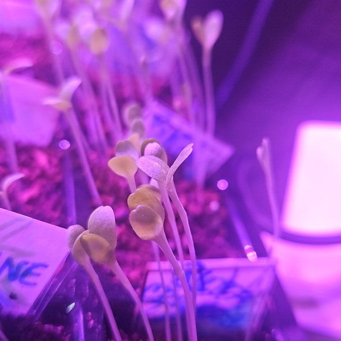 Photo of the plant species Lettuce by @HonoraryMint24 named da Vinci on Greg, the plant care app