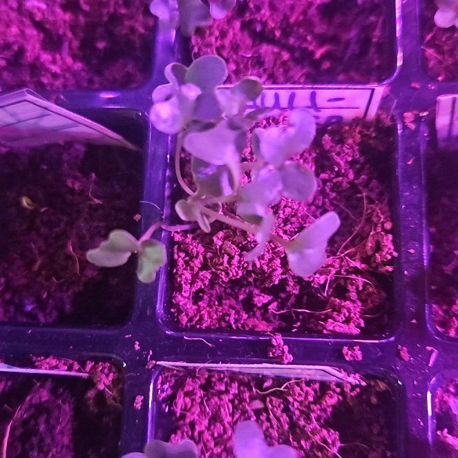 Photo of the plant species Cauliflower by @HonoraryMint24 named Sigmund on Greg, the plant care app