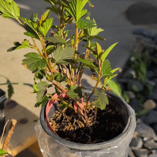 Photo of the plant species Ninebark 'Sweet Cherry Tea' by @WellmadeAlula64 named Kendall on Greg, the plant care app