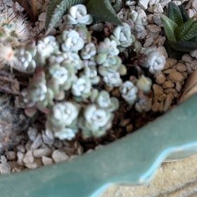 Photo of the plant species Sedum spathulifolium 'Cape Blanco' by @CharmingTauhinu named Keanu Leaves on Greg, the plant care app