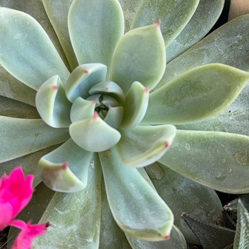 Photo of the plant species Echeveria Parva by @CharmingTauhinu named Fernie Saunders on Greg, the plant care app