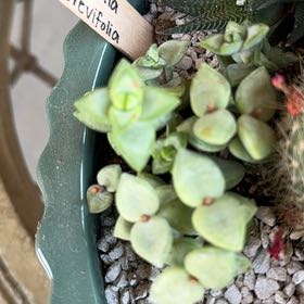 Photo of the plant species Crassula brevifolia by @CharmingTauhinu named Doja Cat on Greg, the plant care app