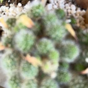 Photo of the plant species White-Flowered Rebutia by @CharmingTauhinu named Plato on Greg, the plant care app