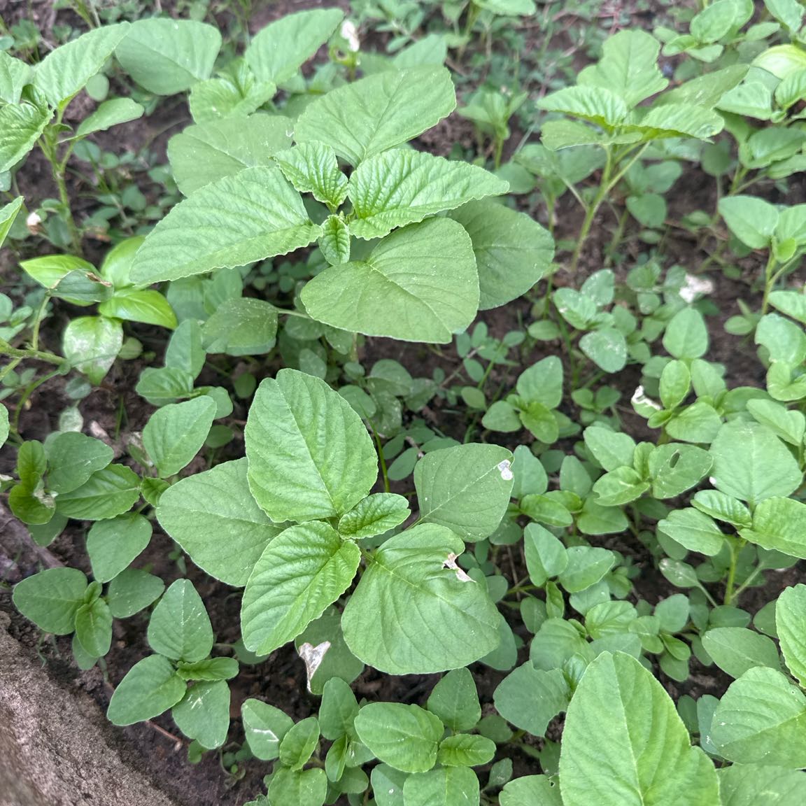Photo of the plant species Purple Amaranth by @YeahSalad80 named Surya on Greg, the plant care app