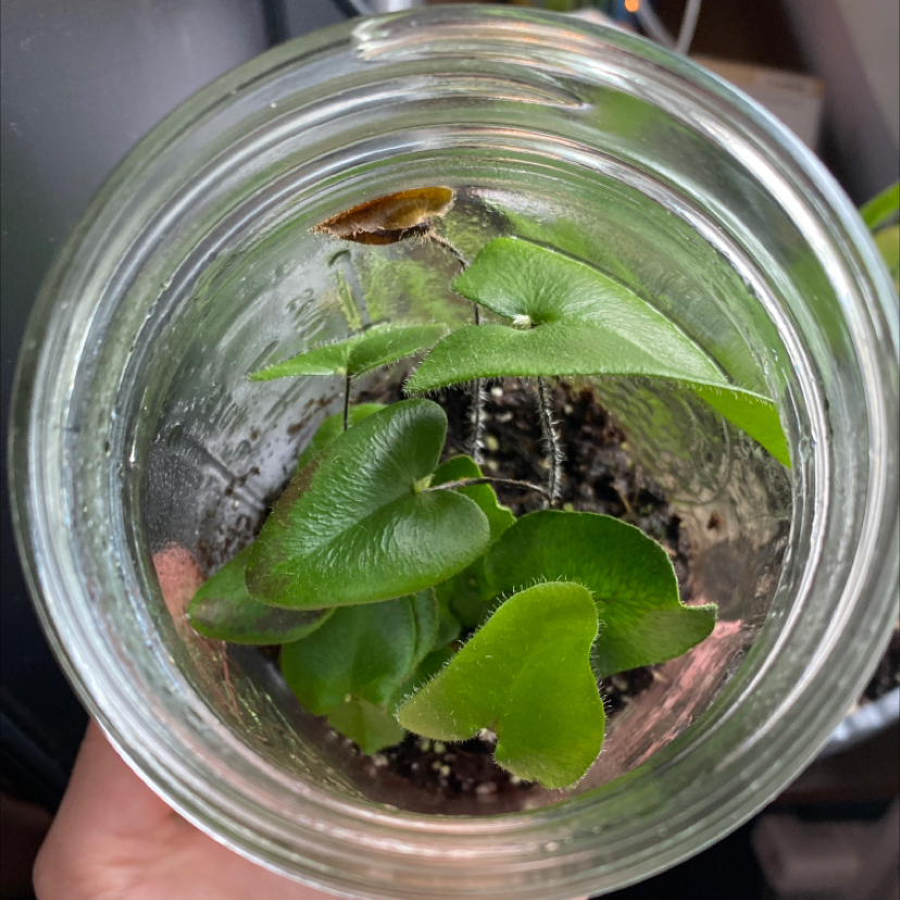 Golden Leather Fern in a glass container with healthy green leaves and visible soil.