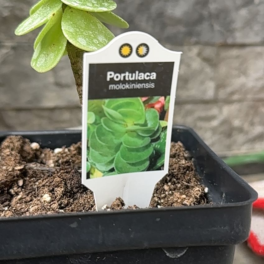 Photo of the plant species 'Ihi by @UndauntedWorm59 named Kobe on Greg, the plant care app