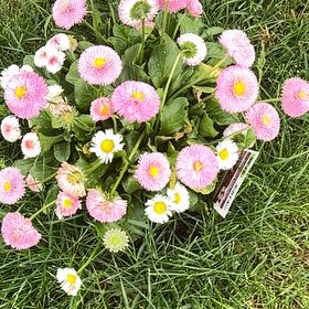 Photo of the plant species English Daisy 'Tasso Mix' by @UndauntedWorm59 named Sage on Greg, the plant care app