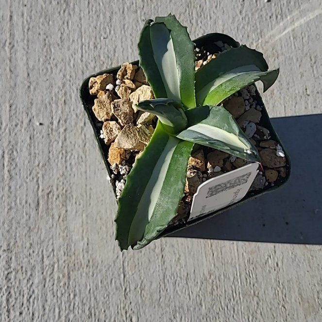Photo of the plant species Agave 'Mediopicta Alba' by @ClubbySuriana67 named Agave on Greg, the plant care app