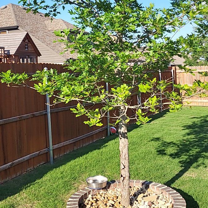 Photo of the plant species Texas Red Oak by @ClubbySuriana67 named Tree Diddy on Greg, the plant care app