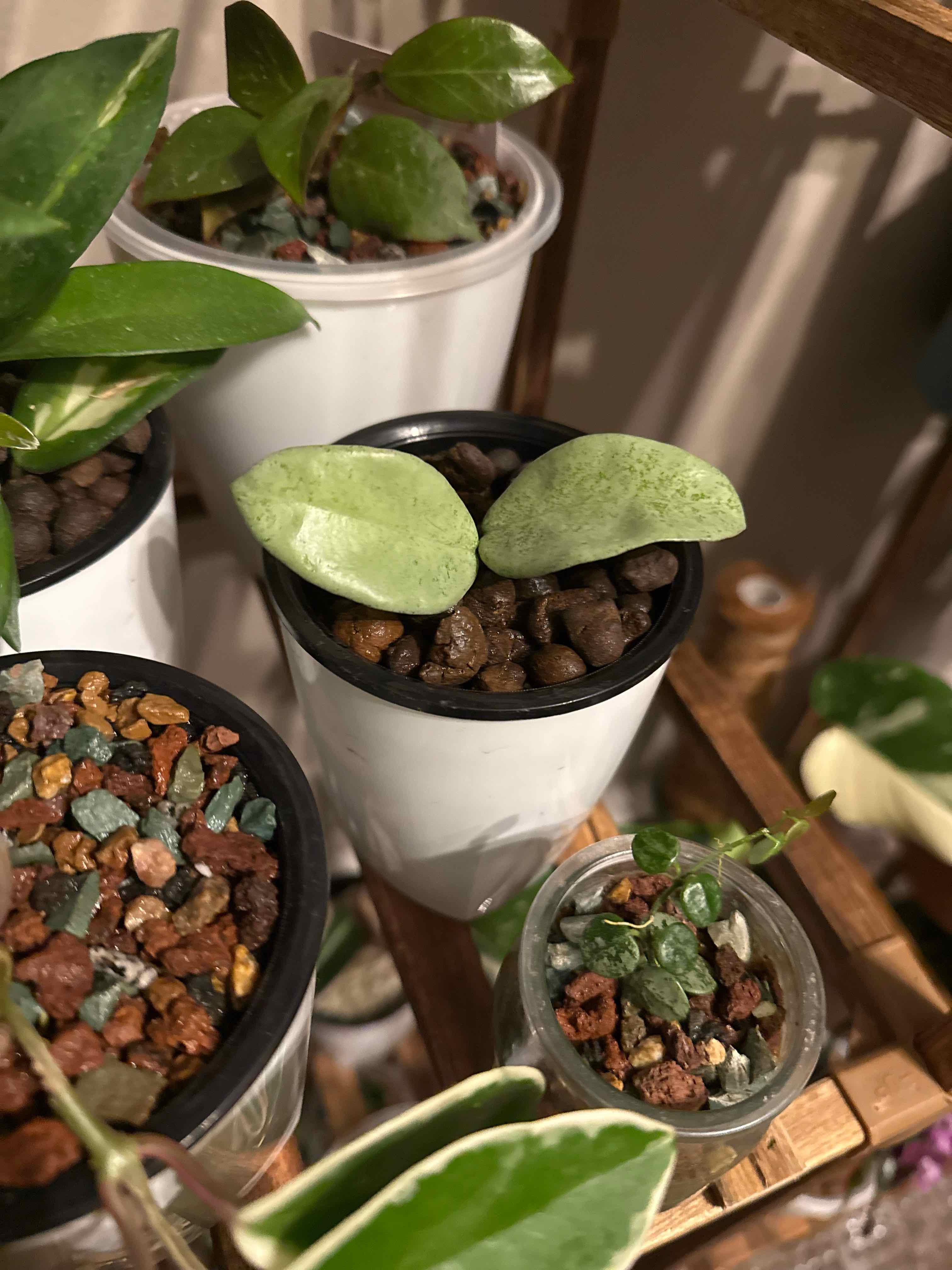 Photo of the plant species Hoya nova by @LunarFrog named Surya on Greg, the plant care app