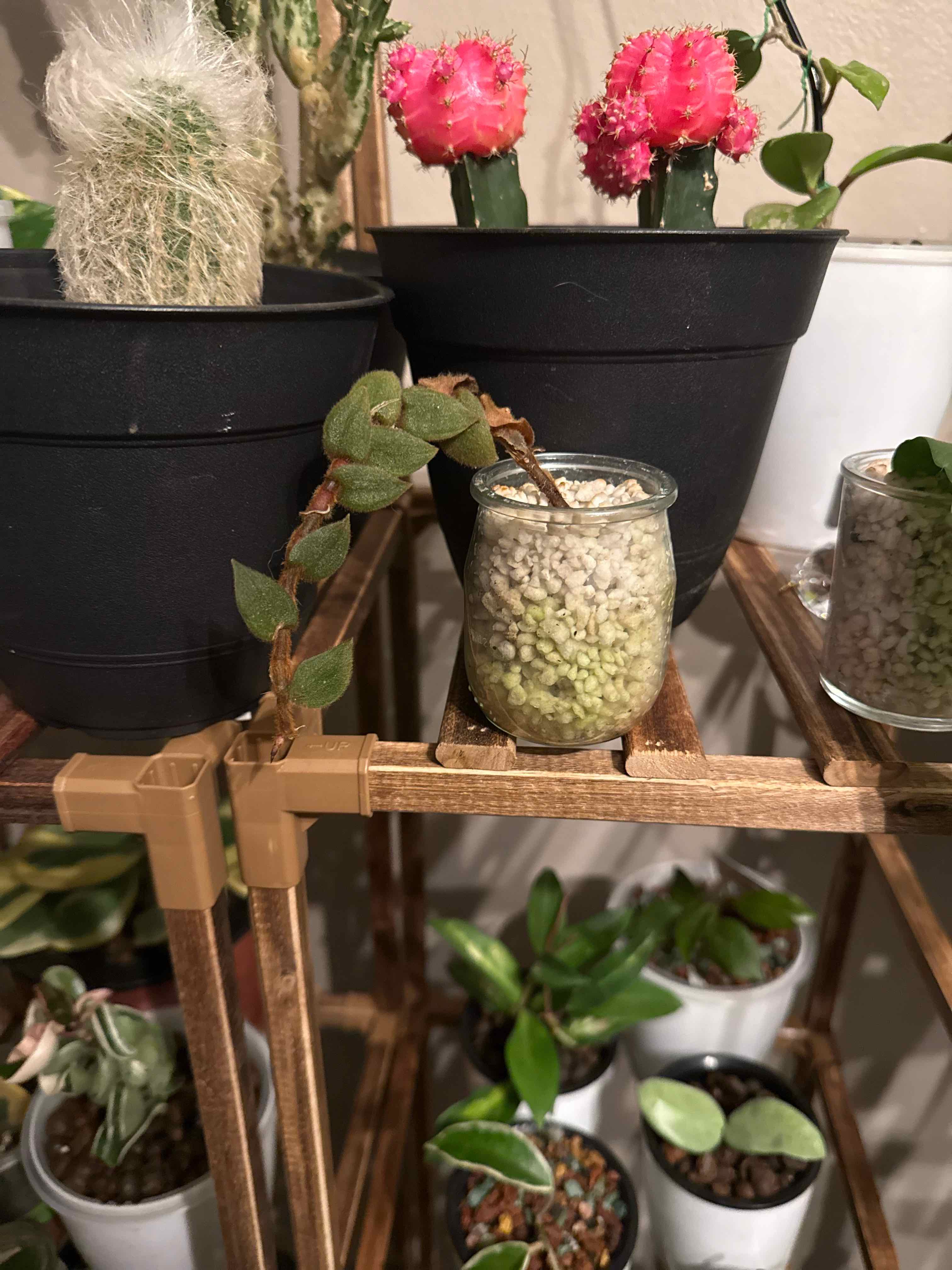 Photo of the plant species Teddy Bear Vine by @LunarFrog named Paris on Greg, the plant care app