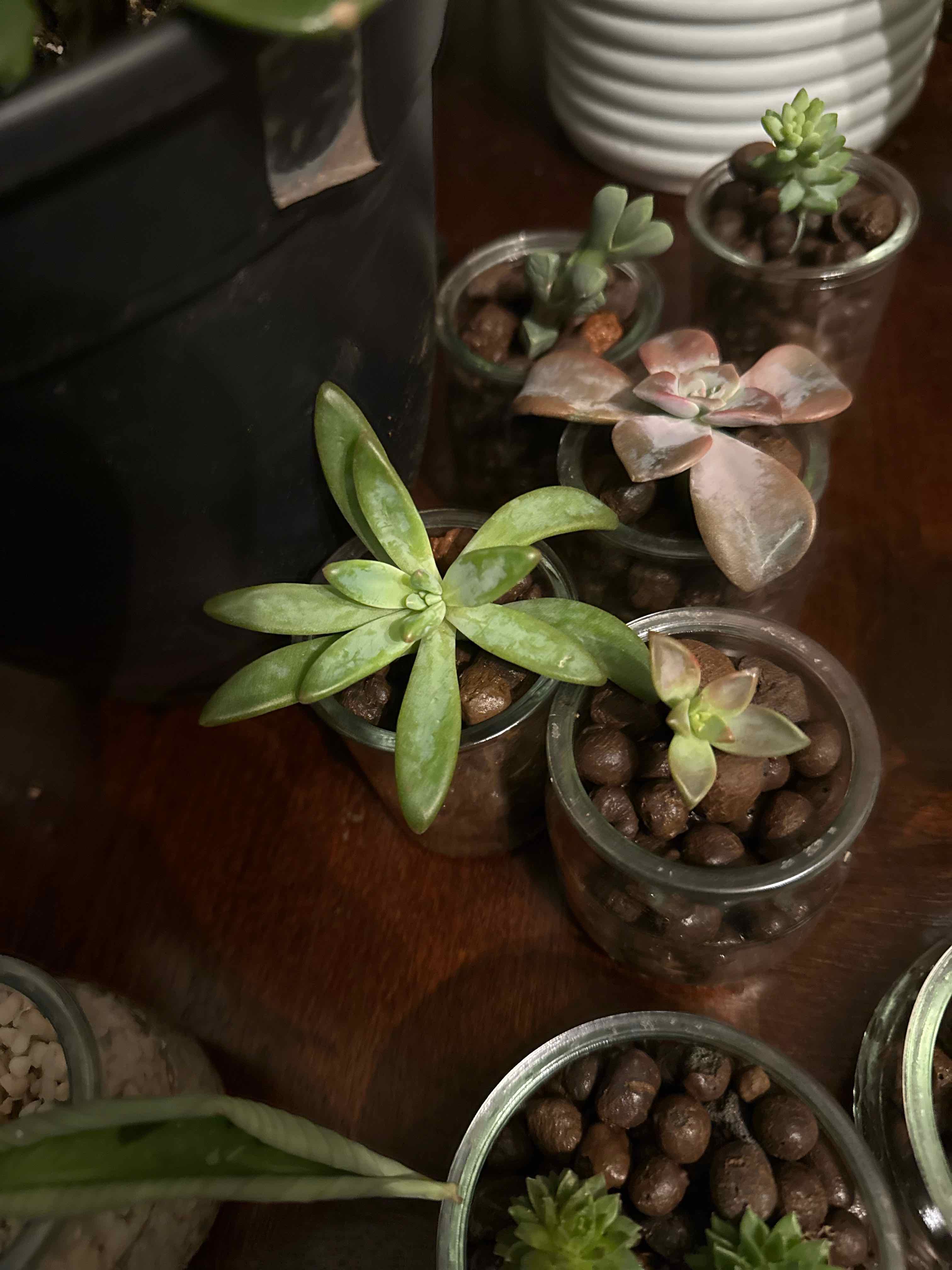 Photo of the plant species Pachyveria 'Claire' by @LunarFrog named Serenity on Greg, the plant care app