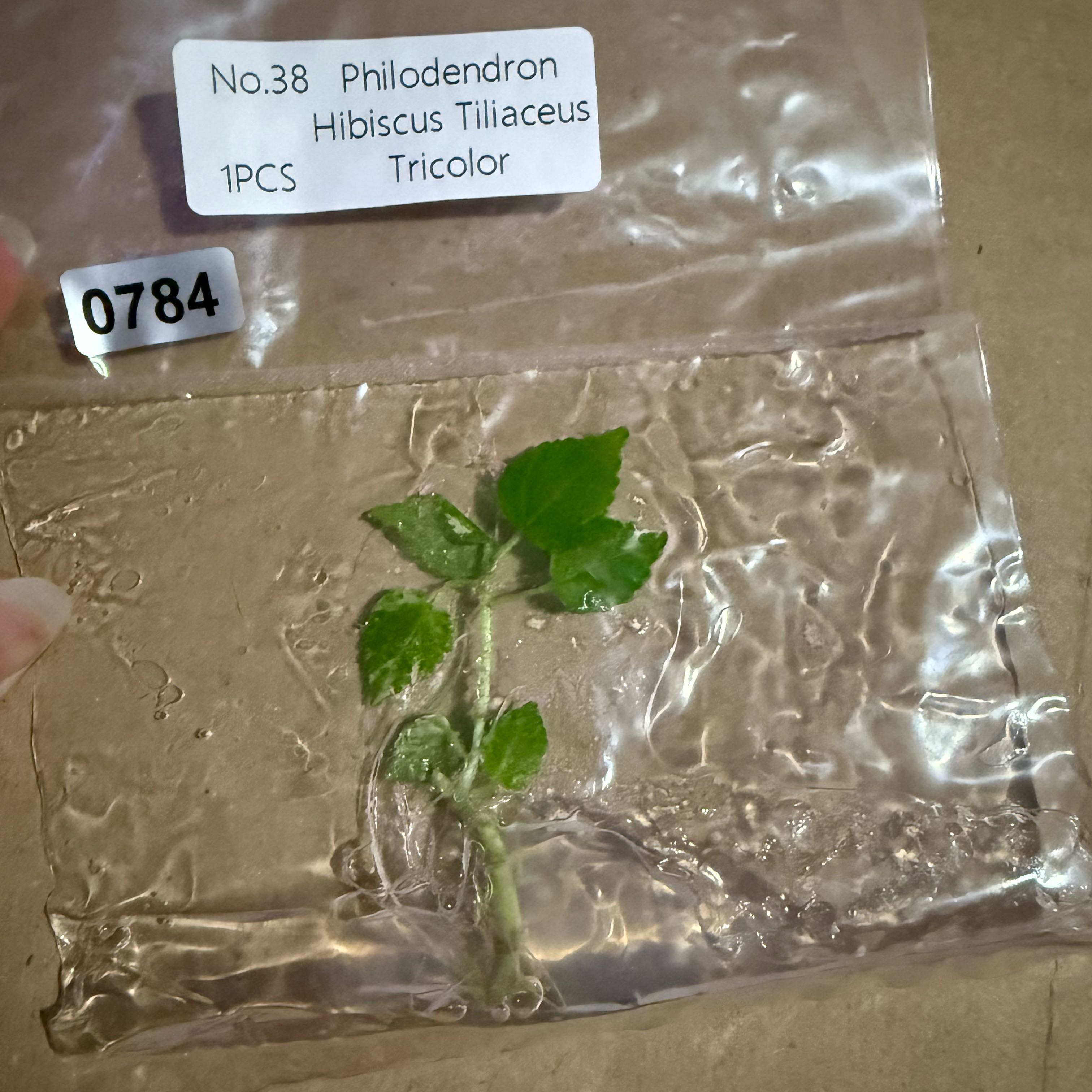 Photo of the plant species Red Beach Hibiscus by @LunarFrog named Morgan Treeman on Greg, the plant care app