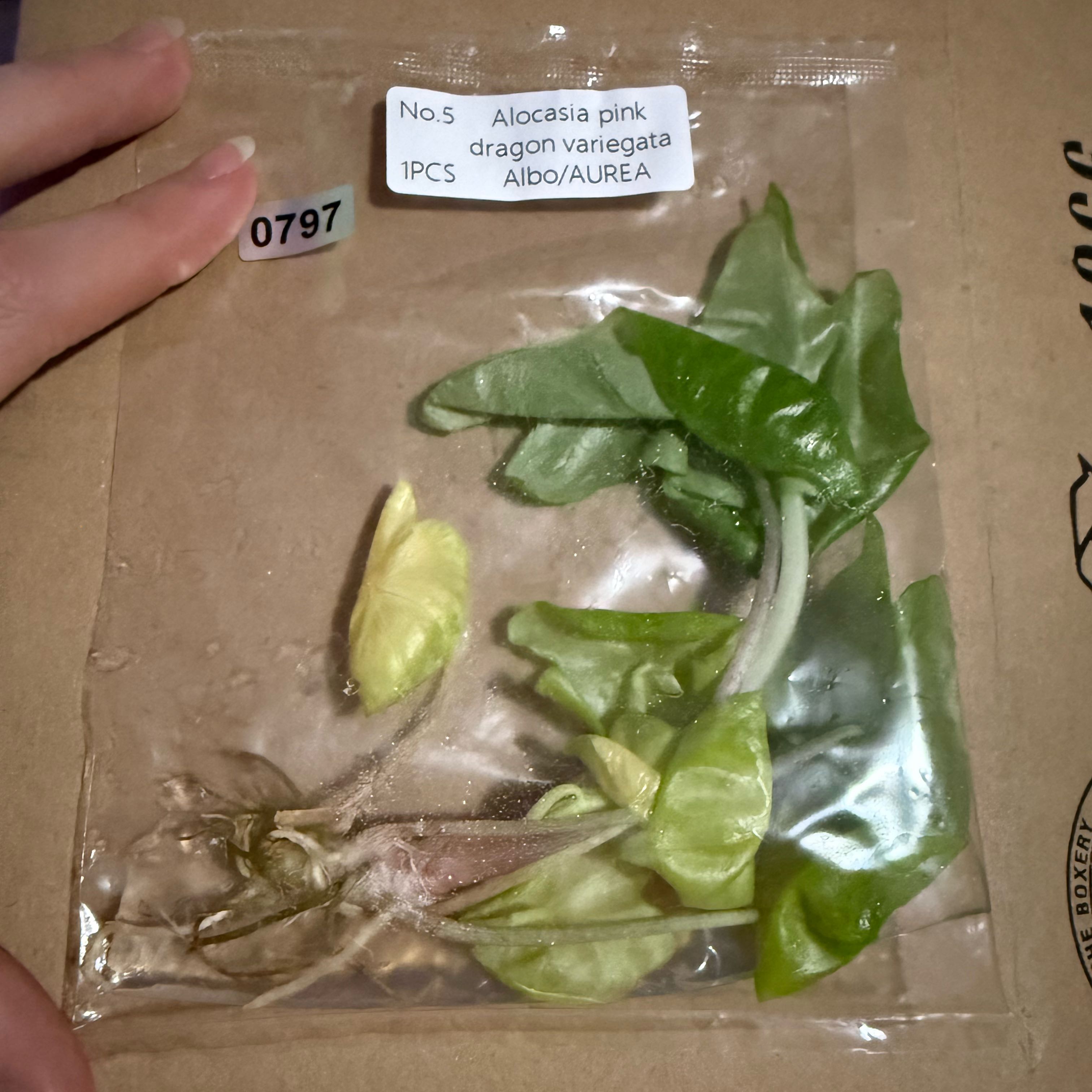 Photo of the plant species Var Dragon Scale by @LunarFrog named Sir Plancelot on Greg, the plant care app