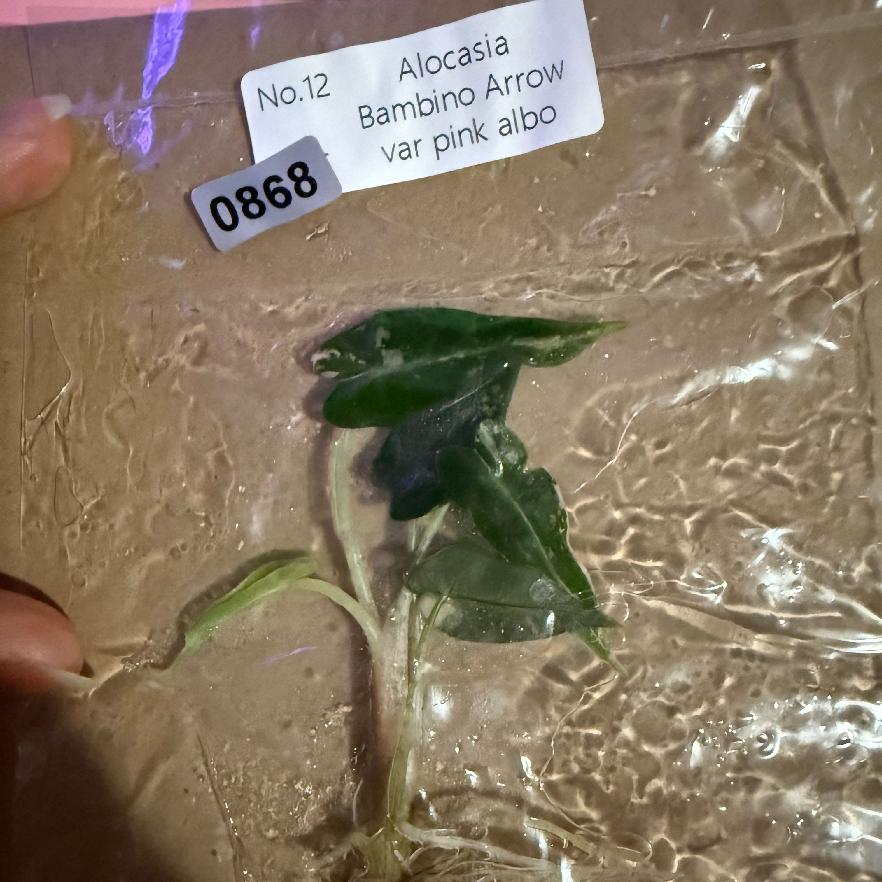 Photo of the plant species Alocasia Bambino Variegated Pink by @LunarFrog named Demi on Greg, the plant care app