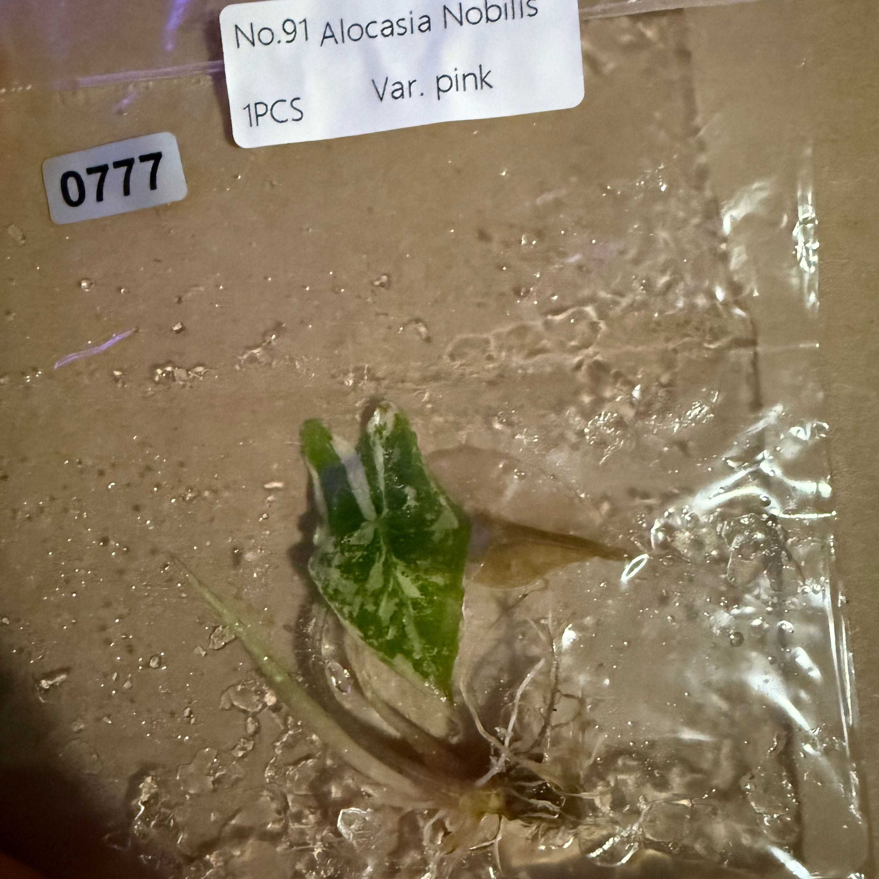 Photo of the plant species Alocasia Nobilis Pink by @LunarFrog named Xena on Greg, the plant care app
