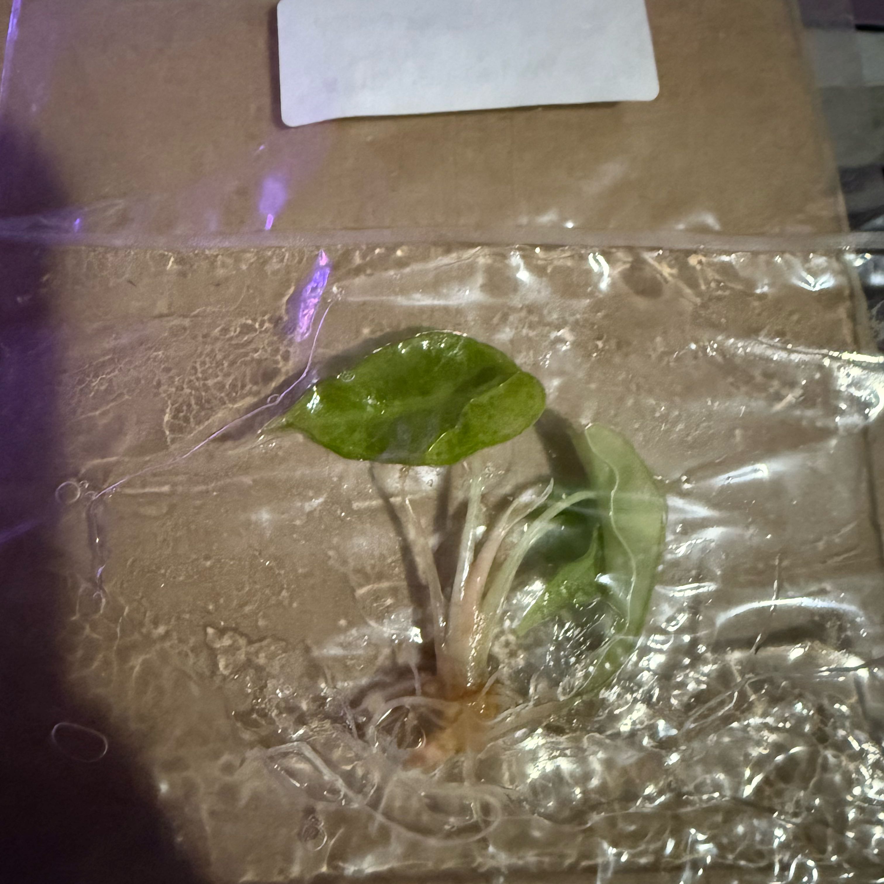 Photo of the plant species Alocasia Polly Variegated by @LunarFrog named Nemo on Greg, the plant care app