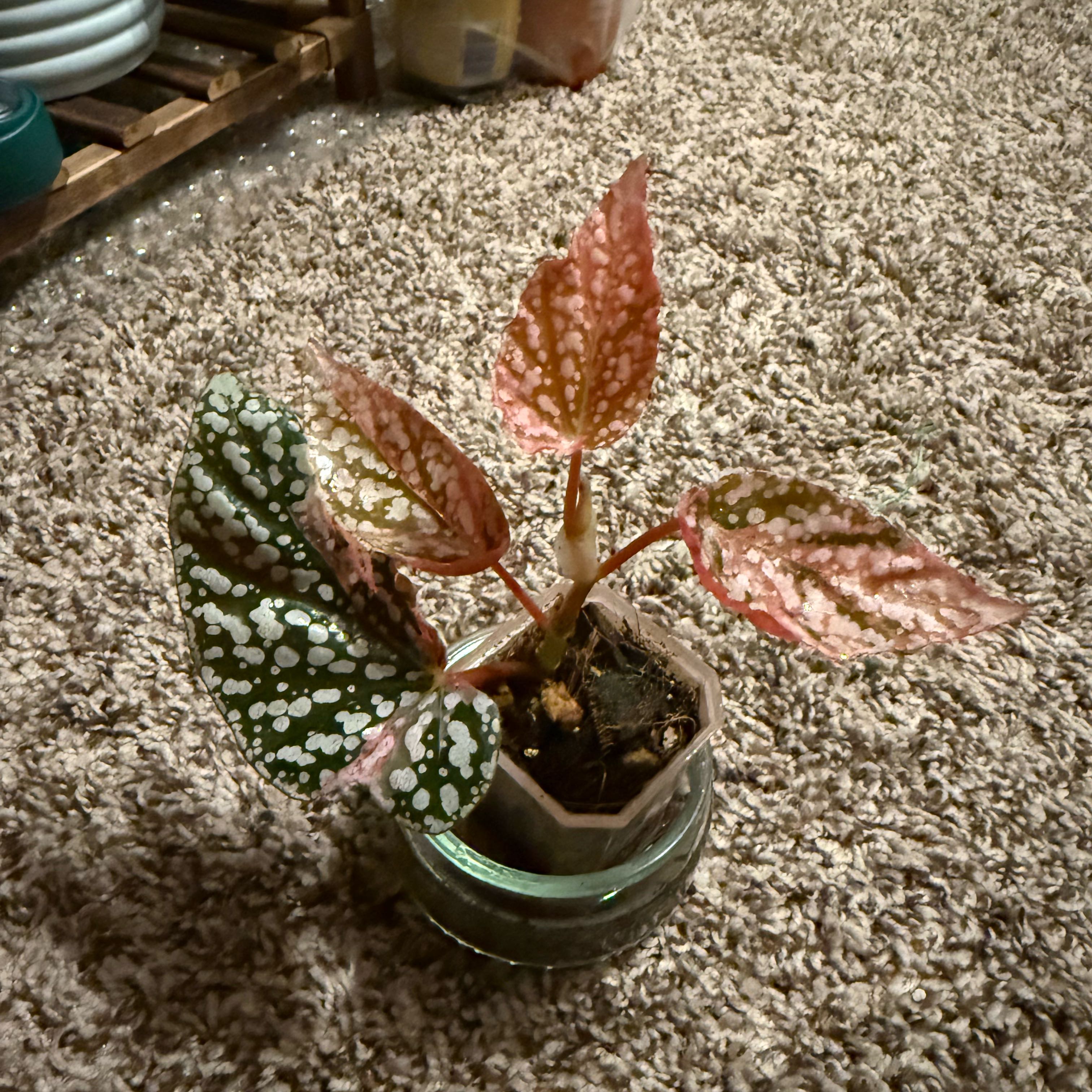 Photo of the plant species Snowcapped Begonia by @LunarFrog named da Vinci on Greg, the plant care app